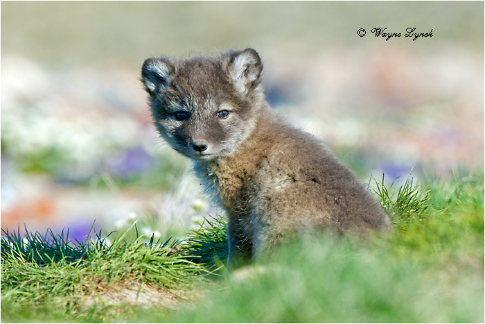 Arctic Fox Pup 170 by Dr. Wayne Lynch &copy;